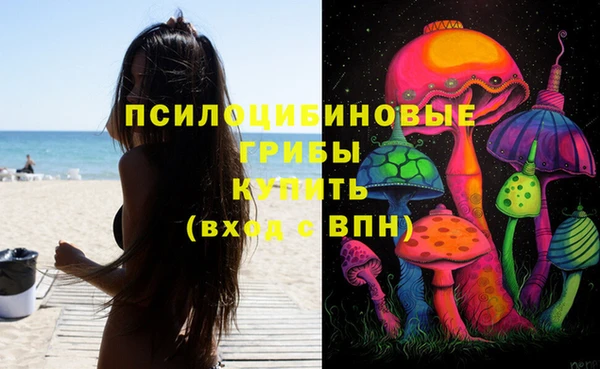 гидра Ессентукская