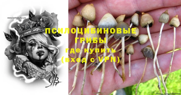 стаф Ельня